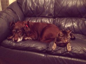 Meanwhile back at home...